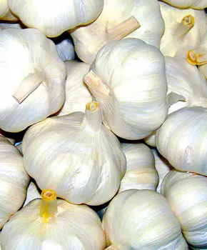 Чеснок озимый Лазурный