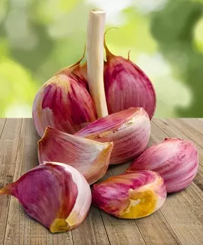 Чеснок озимый Подарок