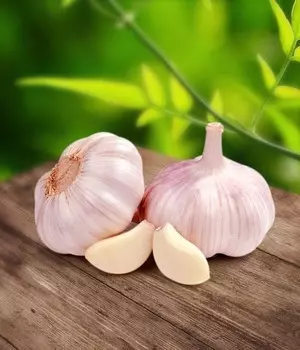 Чеснок озимый Шадейка