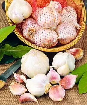 Чеснок озимый Великий Новгород