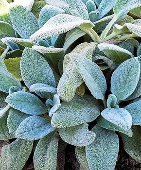 Чистец шерстистый Овечьи ушки