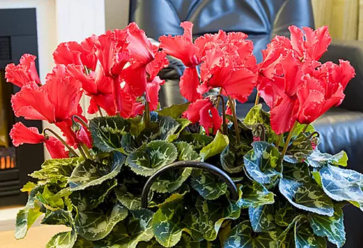 Цикламен Оборки Скарлетт