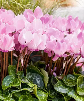 Цикламен персидский Мини Розмари