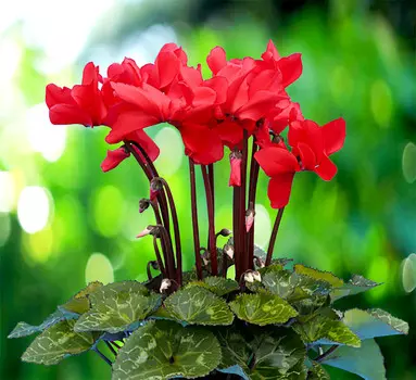 Цикламен персидский Орфеус