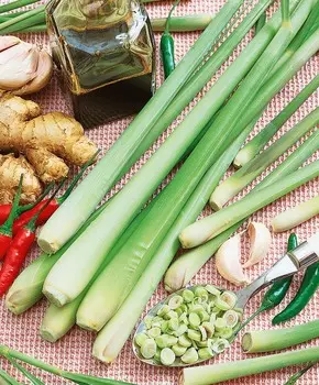 Цимбопогон (лимонная трава)