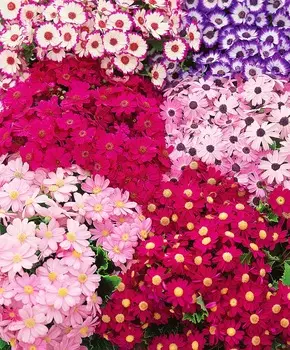 Цинерария гибридная Шедевр набор