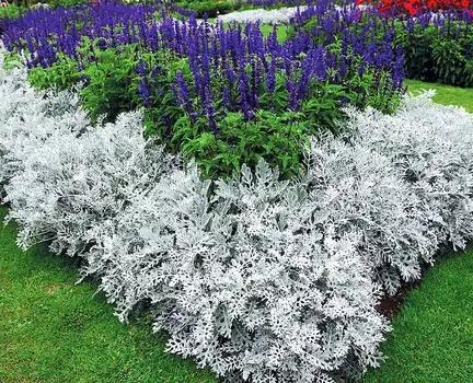 Цинерария Серебряный дождь