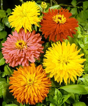 Циния Хризантемовидная набор