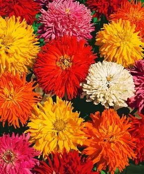 Циния Кактус Яркий набор