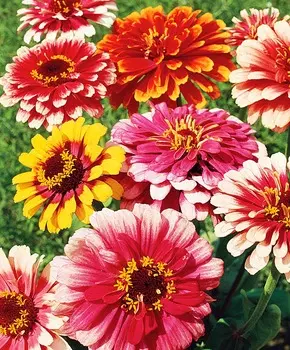 Циния Карусель набор