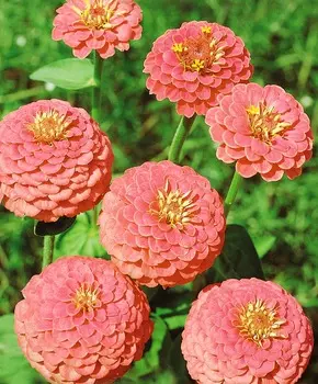 Циния Лососевая королева