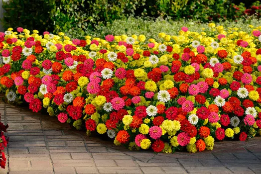 Циния Мариландская Захара Яркий набор