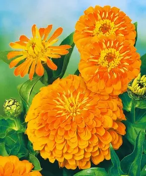 Циния Пташка