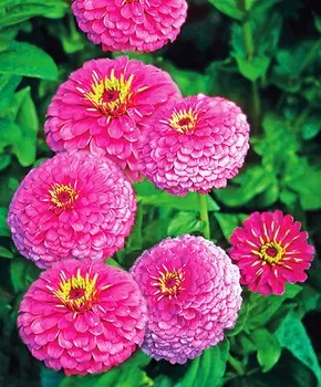 Циния Сияние