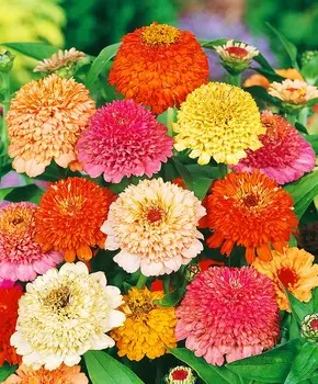 Циния Скабиозная Яркий набор