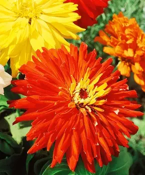 Циния Супер Кактус Ацтек