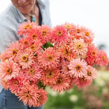 Циния Супер Кактус Бюрпи розовая