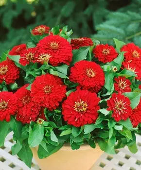 Циния Вишнёвая роза