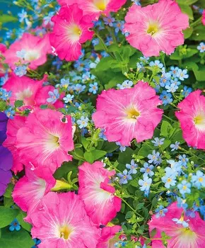 Цветной набор Голубой рассвет