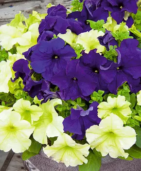 Цветной набор петуний Голубика лайм джем