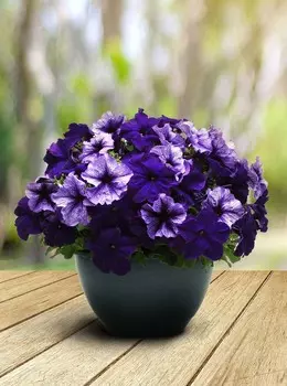 Цветной набор петуний Южная ночь