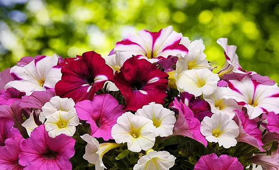 Цветной набор петуний О-ла-ла