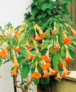 Датура махровая Оранжевая