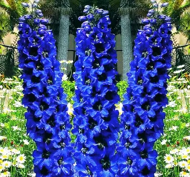 Дельфиниум Чёрный король