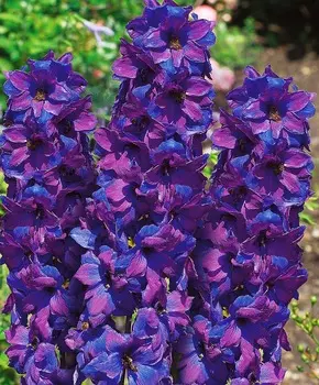 Дельфиниум Магические фонтаны Тёмно-синий