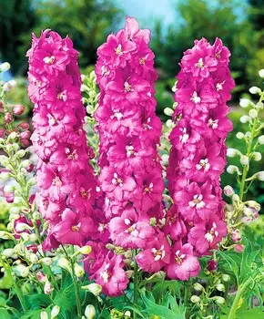 Дельфиниум Магические фонтаны Вишня в цвету