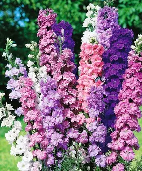 Дельфиниум полевой Царский набор