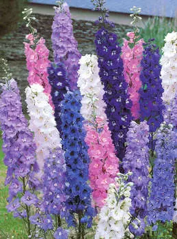 Дельфиниум Тихий океан Яркий набор