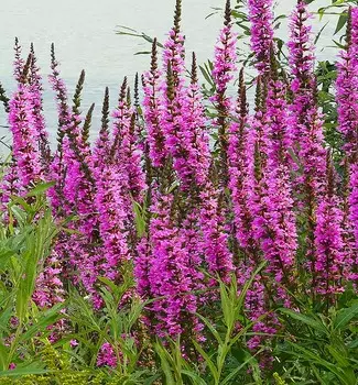 Дербенник иволистный