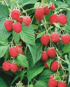 Дерево малина Крепыш