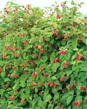 Дерево малина Сказка