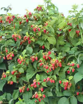 Дерево малина Таруса