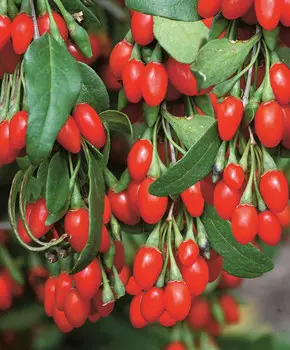 Дереза обыкновенная