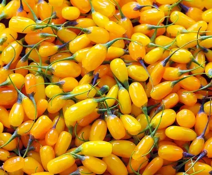 Дереза Сладкий янтарь