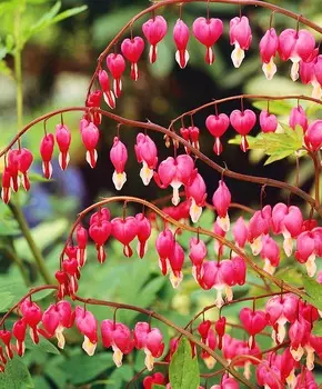 Дицентра Великолепная розовая