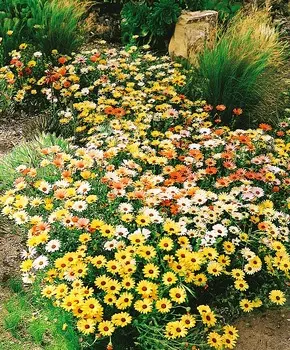 Диморфотека Нежный меланж набор