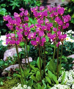 Додекатеон Афродита