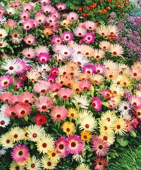 Доротеантус Краски лета