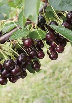 Дюк Кормилица