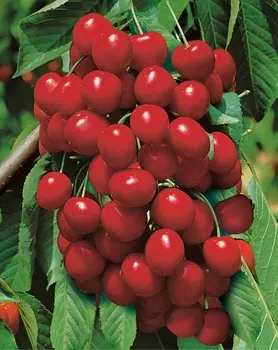 Дюк Превосходная Веньяминова