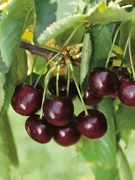 Дюк Спартанка