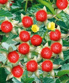 Дюшенея индийская