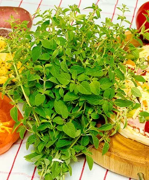 Душица обыкновенная