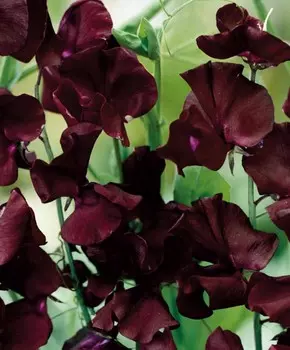 Душистый горошек Божоле