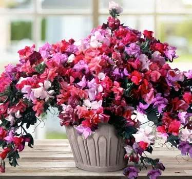 Душистый горошек Фантазия Цветной ковёр