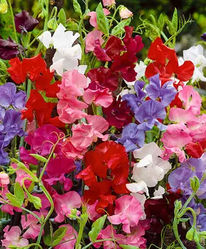 Душистый горошек Королевский Яркий набор